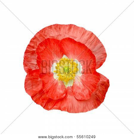 Poppy Red With Yellow Stamens