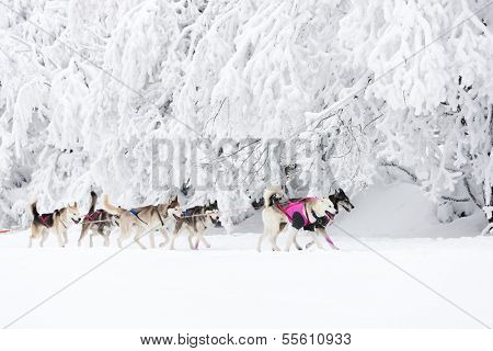sledge dogging, Sedivacek's long, Czech Republic