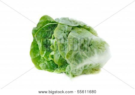 Sucrine Lettuce,