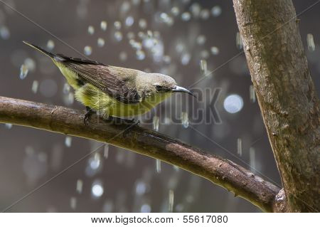 Female Beautiful Sunbird With Water Droplets