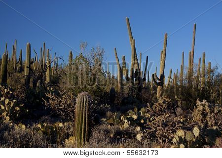 Saguaros of Tucson Arizona