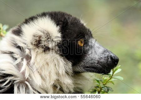 White-collared Lemur