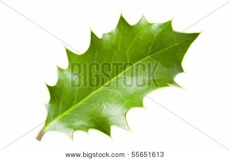 Holly Leaf