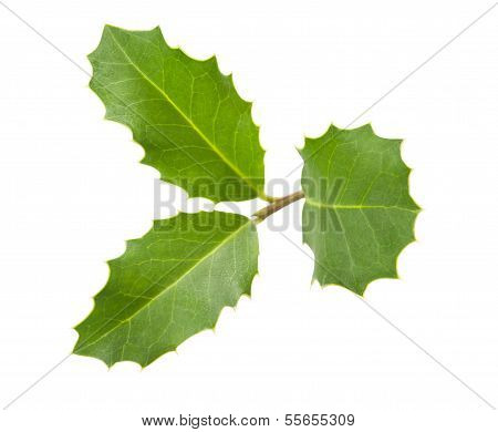 Holly Sprig