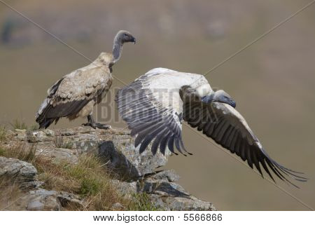 Il Cape Griffon o Cape Vulture