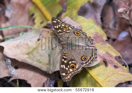 Lemon Pansy Butterfly