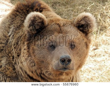 Bear