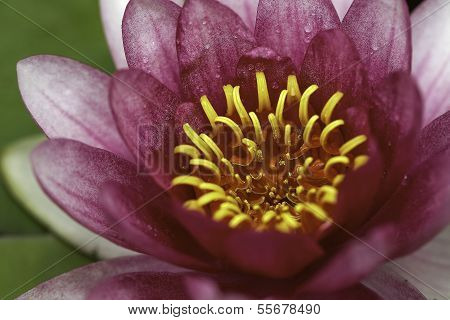 Waterlily In Pond