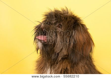 Portrait Laso Apso in front of yellow background