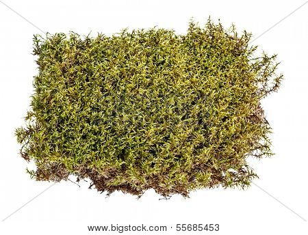 Green moss on white