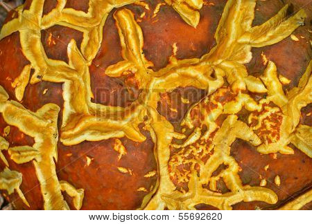 Texture Of Mushroom