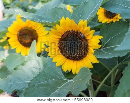 Sunflowers