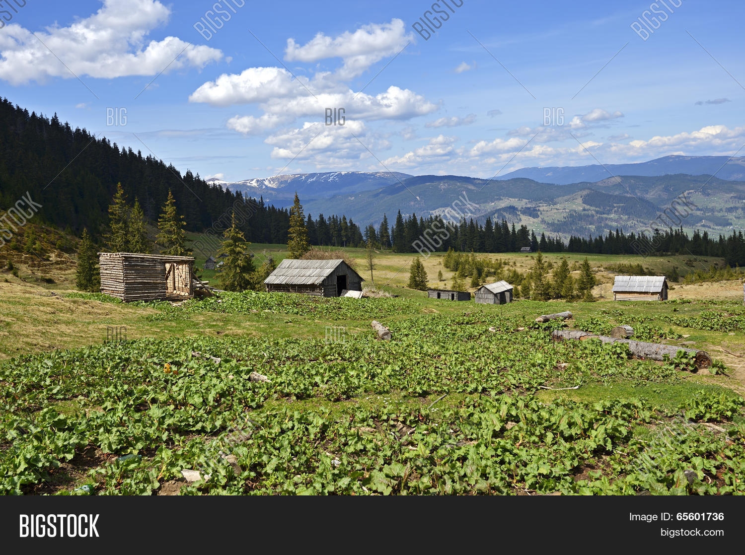 Image Preview