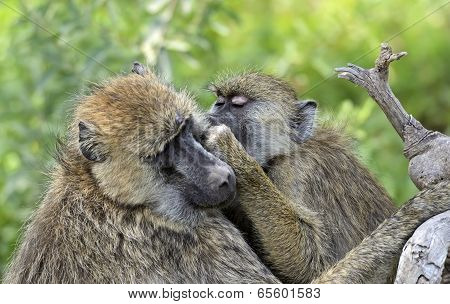 Baboons