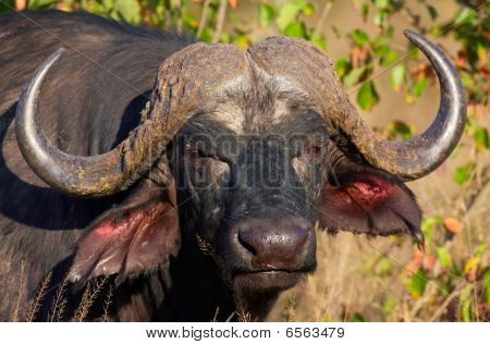 Buffalo (syncerus Caffer) In The Wild