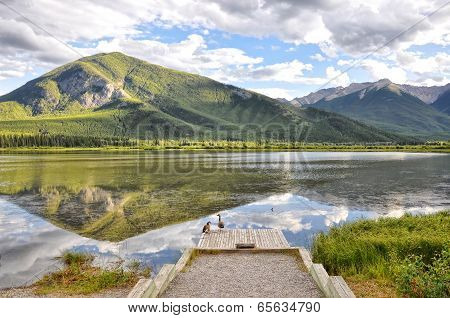 Wild ducks and Vermillion Lake reflection in Banff National Park