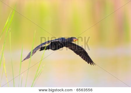 Reed Cormorant (phalacrocorax Africanus)