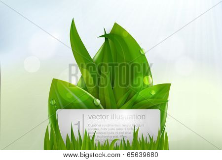 Green grass