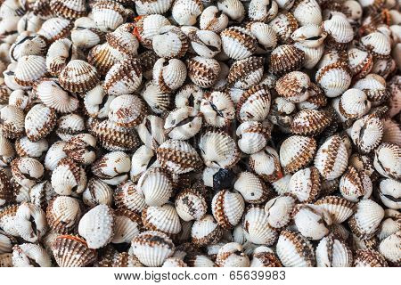 Scallops close up bacgkround texture