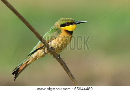A Little-bee Eater (merops Pusillus) Perched On A Stick