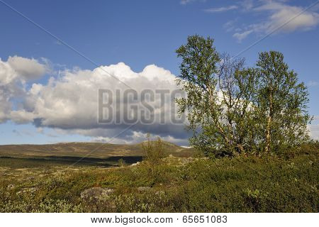 Tundra with birches.