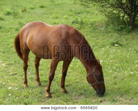 Cavalo pastando