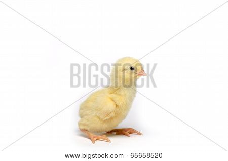 Little Chicken Isolated On White Background