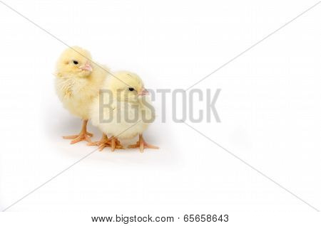 Two Little Chicken Isolated On White Background