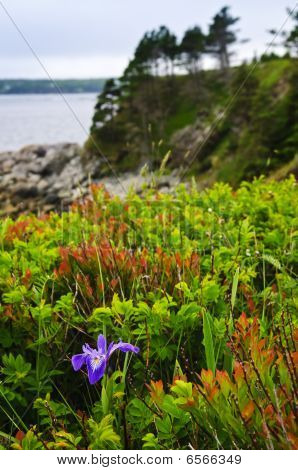 Blå Flag Iris blomst på Atlanterhavskysten