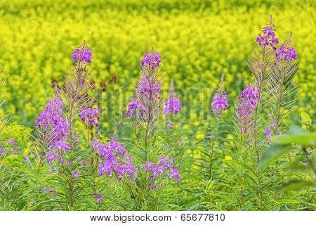 Fireweed (Chamerion angustifolium) growing beside a field of canola.
