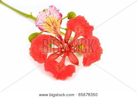 Pride Of Barbados