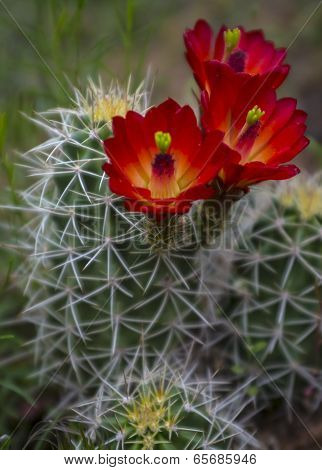 Mojave Mound Cactus - Echinocereus Triglochidiatus