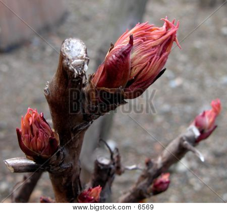 Bud