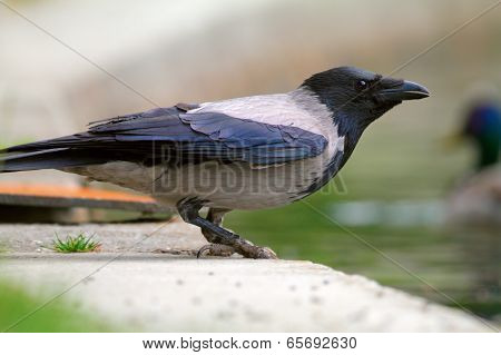 Hooded Crow Near The Lake