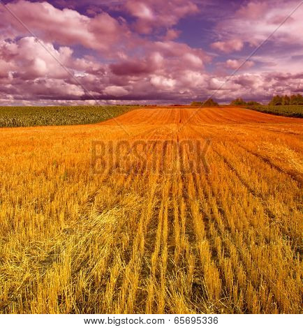 field after harvest