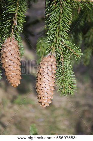 Pine Cones
