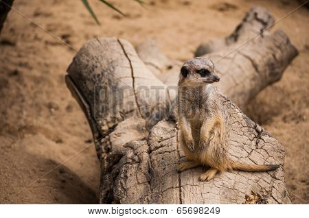 The Meerkat Or Suricate In Lisbon Zoo