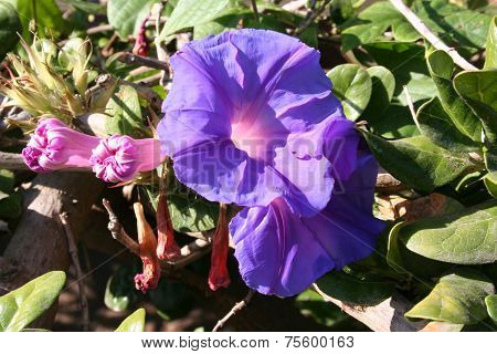 purple flower