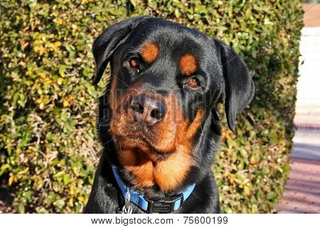 Rottweiler