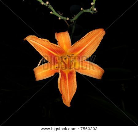 Fiori d'arancio