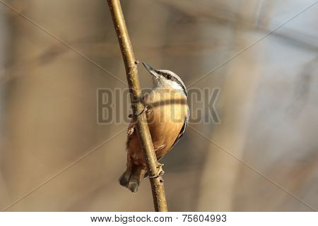 Nuthatch - Sitta europaea