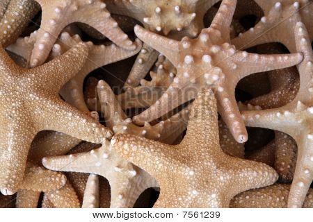 Seastars