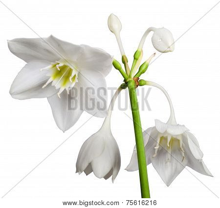 White Eucharis Grandiflora Flower