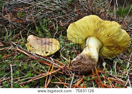 Two Mushroom Tricholoma Equestre
