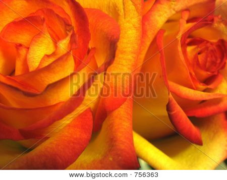 Rosa arancia