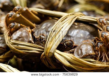 Yangcheng lake crabs