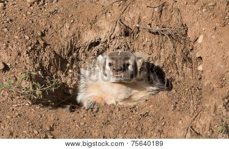 badger