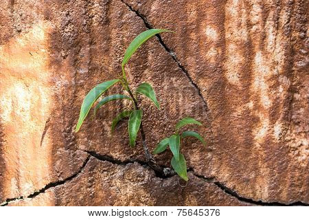 Weeds Growing Through Cracks In The Cement.