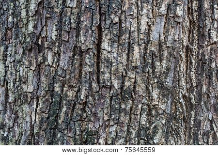 Tree Bark Texture