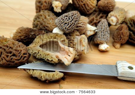 Morel houba